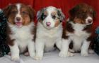 Geschenk 3 Chihuahua Welpen reine Rasse 1 Frau 2 Rüden die LOF