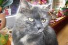 Wunderschöne verschmuste Katze sucht dringend ein neues Zuhause