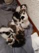 Katzenbabys abzugeben