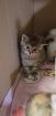 Bkh Kitten 2 Glückskatzen 3 farbig