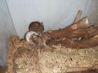 Degus Abzugeben braun mehrere Farben Weibchen und Männchen