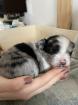 Pomchi Welpen