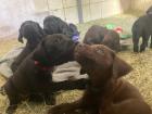Wunderschöne Deutsche Drahthaar - Rhodesian Ridgeback Welpen suchen liebevolles