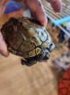 Mississippi Höckerschildkröte - männlich - mit Zuhause Kostenlos abzugeben