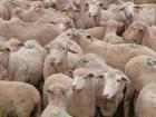 10000 Schafe Lammer zu verkaufen/jede 30Tage