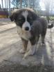 Vaios seine Augen schauen fragend warum werden kleine Hunde ausgesetzt