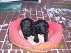 Labrador / Golden Retriever Welpen zu verkaufen