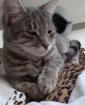 Bunny lieb verschmust und so was von verspielt aus dem Tierschutz / gechipt