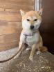 Koko Shiba Inu -Mix