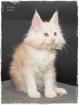 Maine Coon. richtige Freunde fürs Leben.