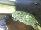 Florida-Rotbauch-Schmuckschildkröte Babys Pseudemys nelsoni