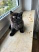 BKH BLH Kitten Kätzchen Stammbaum geimpft entwurmt