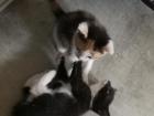 Kitten suchen ihre zukünftige Familie