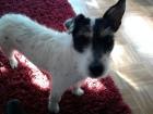 Jack Russell Rüde Jungfrau sucht nette Hundedame