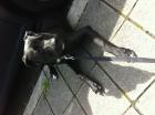 Labrador-Stafford Welpe Rüde 6 5 Monate alt Schwarz mit weißen Pfoten