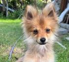 Prosciutto - lieber Pomerian-Mix Welpe