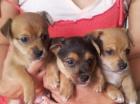 3 süße Yorkshiere Terriere/Jack Russel Mischlings welpen zu verkaufen