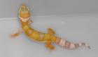 Leopardgeckonachzuchten 2022