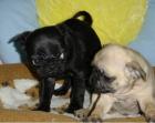 Mops welpen