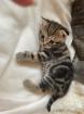 Bkh kitten Gold black tabby