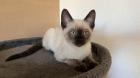 Siam / Snow Bengal Mix Kitten