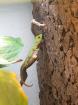 Madakaskar Taggecko Baby