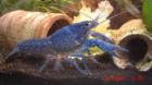 Blauer Floridakrebs abzugeben
