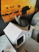 Maikatzen Suchen ein schönes Zuhause