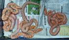 Biete Tigerpython und Boa-Mix Nachzuchten