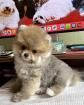 Pomeranian Toy Spitz Hündin 12 Wochen alt