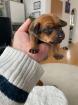 Zwergpinscher Welpen