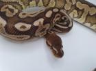 1. 0 Cinnamon Hidden Gene Woma het Piebald Königspython