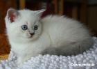 BKH Katzenbaby in blue golden tabby point