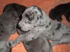 Deutsche Doggen Welpen suchen ab den 16. 01. 2022 ein neues Kuschelsofa