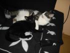 2 Süße Katzen abzugeben 1 5 Jahre alt