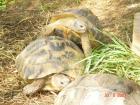 NZ 2022/2011 Griechische Landschildkröte und Breitrandschildkröte