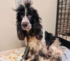 Azaela - Cocker-Spaniel-Mischling