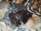 Süper süßePersermischlings katzenbabys in ab 30. 08. 10 in gute Hände abzugeben