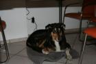 Schäfer/Colliehündin