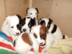 Jack russel terrier welpen