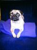 Mops Mädchen 1 5 Jahre
