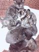 Kleine Kitten zum Liebhaben - gerne mit Garten