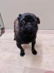 Voodoo - lieb sozial - Mops-Mischling