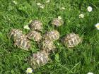 Griechische Landschildkröten Nachzucht 2022