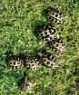 Strahlenschildkröten Astrochelys Radiata NZ 23 Weibchen Je 490 -