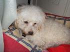 Willy- der kline blinde Bichon Fris Rüde wurde als Versuchstier in einer Tierkl