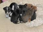 Super süße Deutsch-Kurzhaar/Schäferhund-Mischlinge