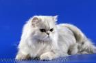 Katze decken