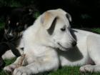 Husky Mischlinge suchen noch