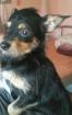 Zuckersüßer Chihuahua Bolonka Mix sucht liebevolles Zuhause für die Ewigkeit.